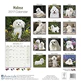 Image de Maltese Calendar 2017 - Dog Breed Calendars - 2016 - 2017 wall calendars - 16 Month by Avonside