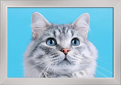 blue grey tabby cat