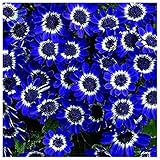 SimingD -Blue Daisy Seeds Potted Blue Daisy Garden Plants Perennials 50 Pieces / 1 Bag