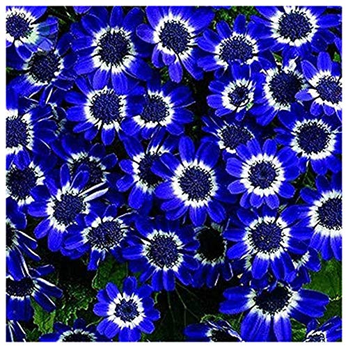 SimingD -Blue Daisy Seeds Potted Blue Daisy Garden Plants Perennials 50 Pieces / 1 Bag