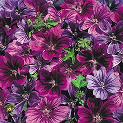 Kings Seeds - Malva Mystic Merlin - 50 Seeds