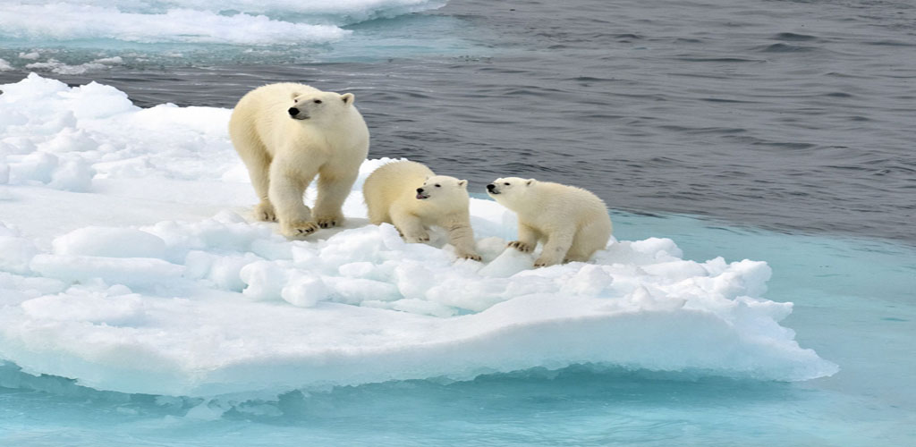 Polar Bear Live Wallpaper Apps & Games