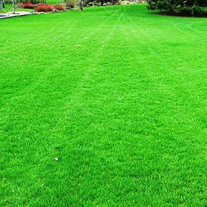 IndianAgro Lawn Grass Seeds Pack Of 4000 seeds