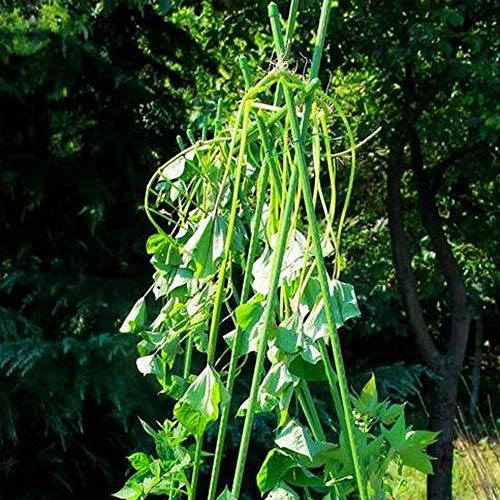 HDGZ 20er Pack Pflanzstäbe Rankstäbe Tomatenstäbe aus stabilem Kunststoffummantelten Metall, Rankhilfe für Tomaten… – Bild 5