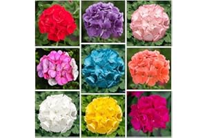 Annual Geranium Flower Seeds, 100+ Count, Non-GMO Heirloom, for Outdoor Indoor Garden Planting