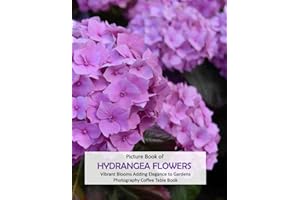 HYDRANGEA FLOWERS: Vibrant Blooms Adding Elegance to Gardens