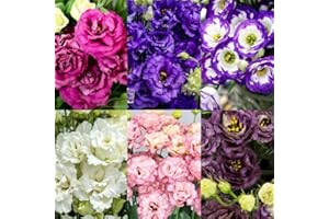 CARPET CREEPING 1000+Mixed Lisianthus Seeds for Planting-Perennial Eustoma Grandiflorum Flower Plants Seeds
