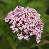 Thompson & MorganHardy Perennial Hydrangea Macrophylla ‘Ayesha’ Deciduous Flowering Shrub, Potted Garden Plants Ideal for Cottage Gardens, Patio and Containers 1 x 3.6 Litre Pot