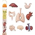Safari Ltd Human Organs Toy Set - 48 Piece Anatomy Learning Kit With 8 Organ Types For Kids Age 3+