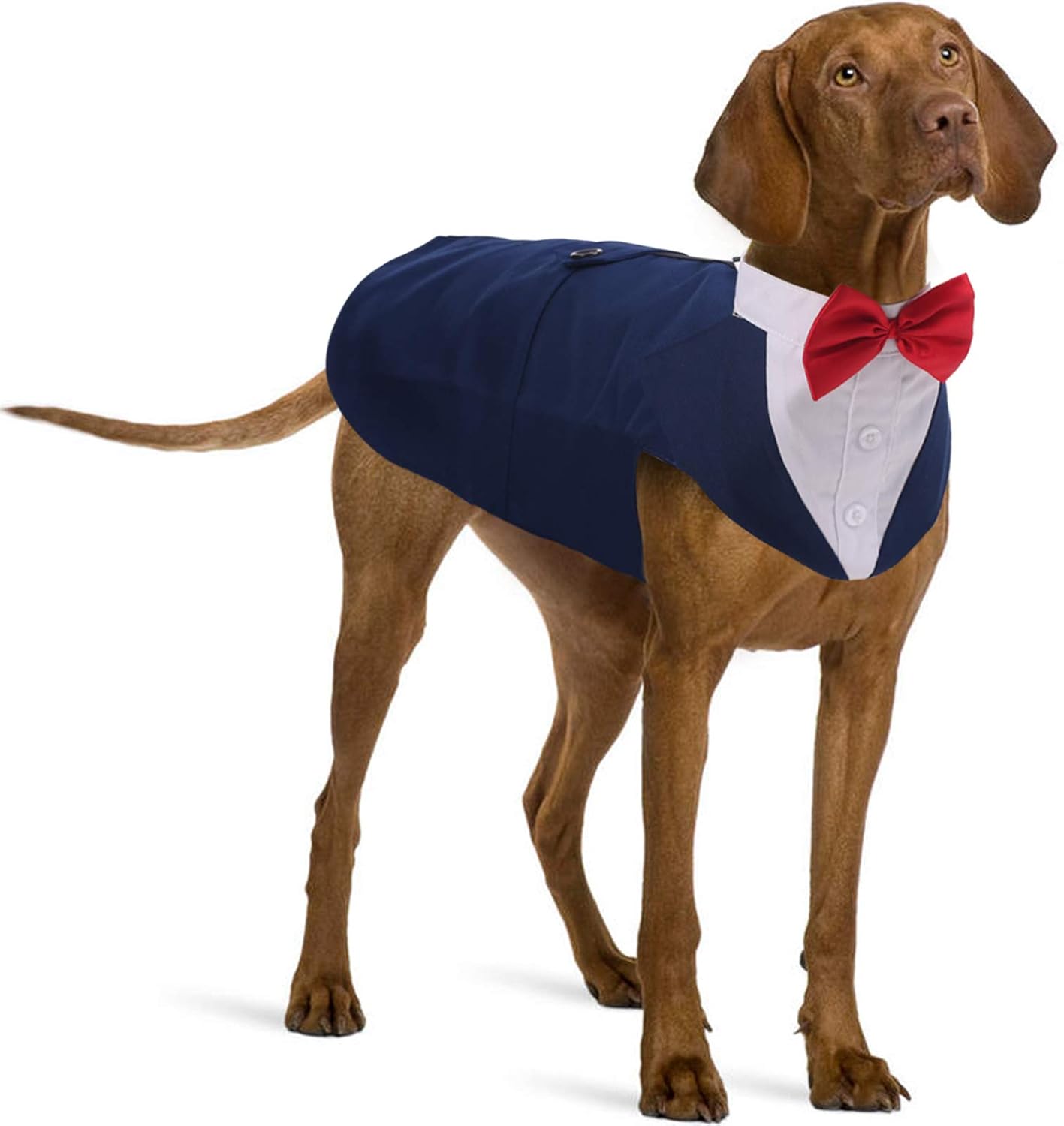 Download Fuck You Dog Bandana Formal Pinstripes Pet Neckwear Pet Supplies Seasonalliving Com