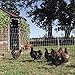 Premier PoultryNet Electric Fence, 48