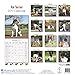 Rat Terrier Calendar 2017 - Dog Breed Calendars - 2016 - 2017 wall calendars - 16 Month by Avonside