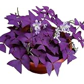 12PCS Purple Shamrocks Bulbs Good Luck Plant Purple Oxalis Bulbs for Planting Grows Indoor or Outdoor Oxalis Triangularis Bulb The Novice