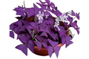 FICOSZO 12PCS Purple Shamrocks Bulbs Good Luck Plant Purple Oxalis Bulbs for Planting Grows Indoor or Outdoor Oxalis Triangularis Bulb The Novice
