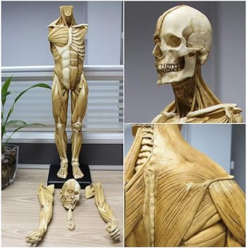 Amazon Co Jp 教育モデル23インチ男性の解剖図 人間の骨格の解剖学的絵画モデル 人体の筋肉骨の骨格の解剖学的モデル アーティストの描画研究 スポーツ アウトドア