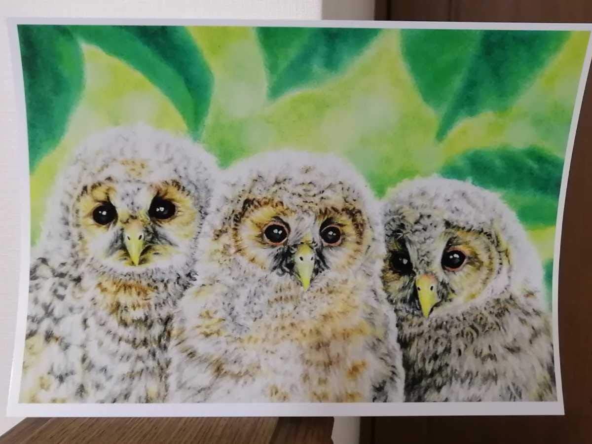 Amazon 額付き プリント イラスト 絵 フクロウ ふくろう 梟 雛 ひな 鳥 縁起 幸運 楽しい 可愛い アイドル 芸能人グッズ 通販