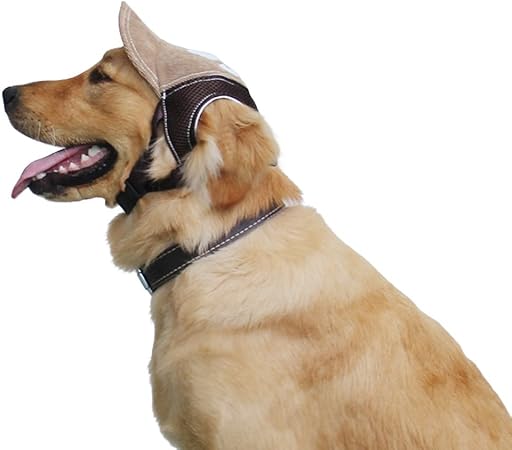 dog in baseball hat