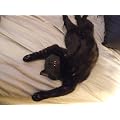 Midnight Panther