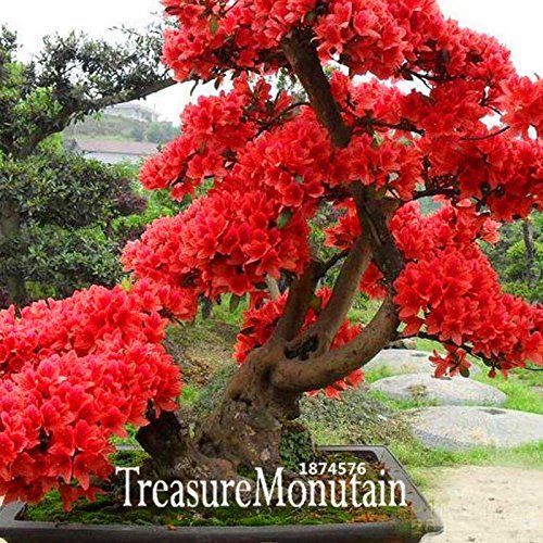 Sale 10 Seeds Pack Red Japanese Cherry Blossoms Seeds Courtyard |  Desertcart Samoa