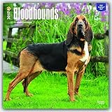 Bloodhounds 2017 Square (Multilingual Edition)