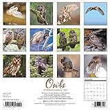 Image de Owls 2017 Wall Calendar