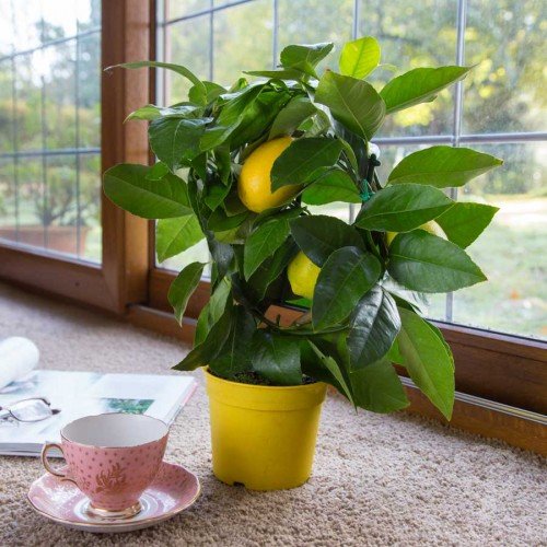 Meyer Dwarf Lemon Tree 35 Seeds indoor/outdoor