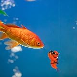 umorismo 2 Pcs Diver Floating Aquarium Decorations Balloons view 7