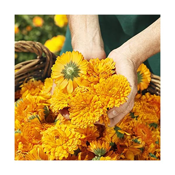 Weleda Baby Calendula Shampoo and Body Wash, 200 ml (Pack of 1)