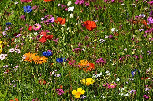 500gr. Blumengarten Bienenweide, Blühmischung, Blumenmischung, Blumenwiese, für bis zu 500m² von Blühking® – Bild 2