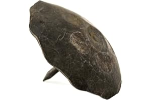 BORDERLAND RUSTIC HARDWARE 10 Pack 2 Inch Large Round Head Clavos Decorative Nails – Unfinished – Rustic Round Fasteners for Farmhouse Shutter, Faux Wood Beams, Barn Door, Shutters, and Gates – Ornamental Wood Accent