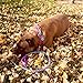 Mycicy Reflective Dog Leash, 2/3/4/6/10ft Braided Nylon Rope with Soft Handle for Night Walking, Comfort Grip Leash for Small Medium Large Dogs (Pink 6 feet)