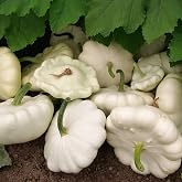 25 Early White Bush Scallop Summer Squash Seeds for Planting. Non GMO and Heirloom. 2.5 Grams of Seeds. Garden Vegetable Survival
