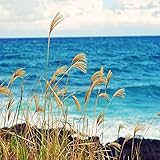 OCEAN BREEZE FRAGRANCE OIL - 2 OZ - FOR CANDLE & SOAP MAKING BY VIRGINIA CANDLE SUPPLY - FREE S&H IN USA
