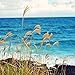 OCEAN BREEZE FRAGRANCE OIL - 2 OZ - FOR CANDLE & SOAP MAKING BY VIRGINIA CANDLE SUPPLY - FREE S&H IN USA