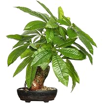 Amazon.com: 16 Inch Fake Money Tree,Artificial Money Tree Indoor ...
