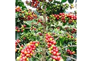 20 Coffea Arabica Seeds (Coffea Arabica Nana) Grow Your Own Coffee tree !