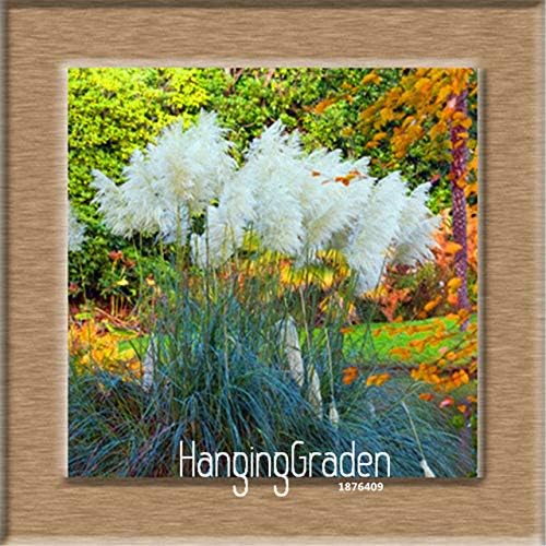 Amazon Com Kasuki Big Sale Pampas Grass Bonsai Patio And Garden Potted Ornamental Plants New Flowers Cortaderia Grass Flores 100 Pcs Lot 8iwl6o Color Black Garden Outdoor