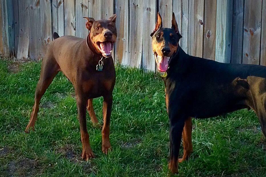 IAMS Proactive Health Minichunks Adult Dry Dog Food with Real Chicken, 30 lb. Bag photo review