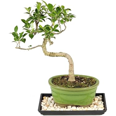 large fiddle leaf fig tree Premium Artificial Fiddle Leaf Fig Tree with Round Pot main image 1