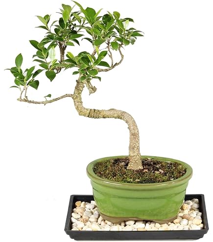 Amazon.com: From You Flowers - Ficus Ginseng Indoor Bonsai Tree for  Birthday, Anniversary, Get Well or Celebration : Grocery & Gourmet Food