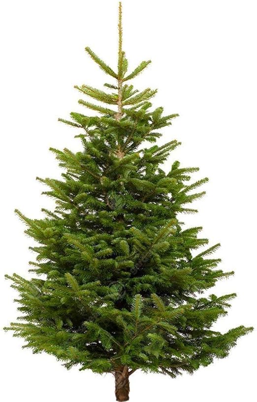 Gardenersdream Nordmann Fir Fresh Cut Christmas Tree Real Live