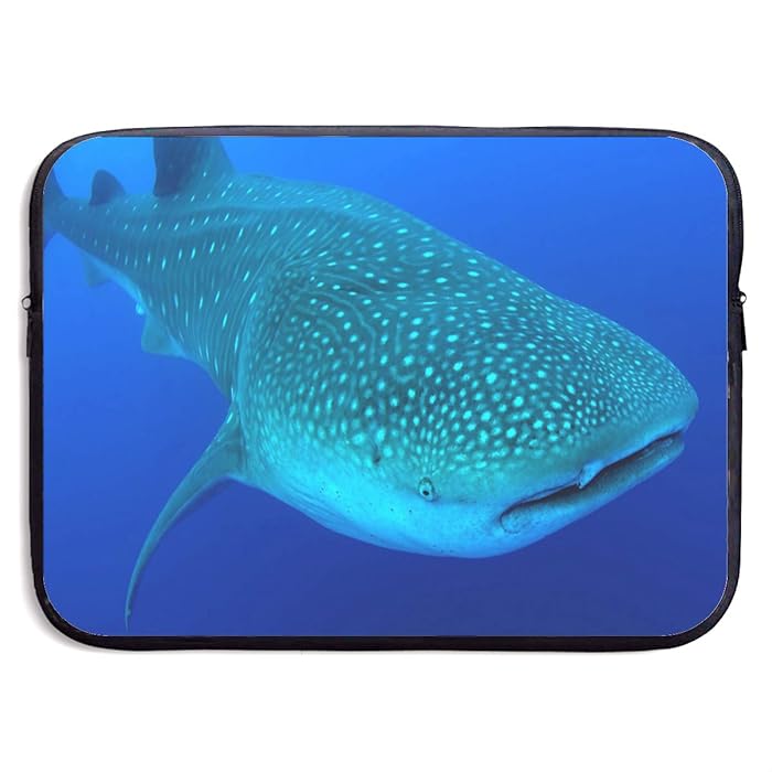 The 8 Best Whale Shark Diving Belize