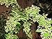 *WORLDS MOST FRAGRANT*NIGHT JASMINE*rare* 7 seeds* #1043
