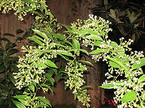 *WORLDS MOST FRAGRANT*NIGHT JASMINE*rare* 7 seeds* #1043 *WORLDS MOST FRAGRANT*NIGHT JASMINE*rare* 7 seeds* #1043