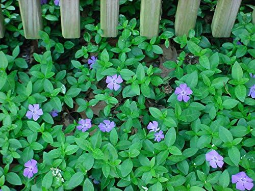 Vinca Minor Vine Plants/Clumps Periwinkle Graveyard Ground Cover 100 Pcs