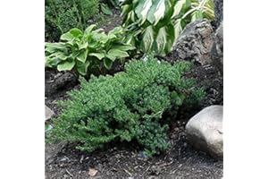 GROWER'S SOLUTION Dwarf Japanese Garden Juniper- Juniperus procumbens ‘Nana’ - 4" Potted - Healthy Evergreen Plant - Plant Great for Bonsai - Each 1 by Growers Solution