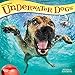 Underwater Dogs 2019 12 x 12 Inch Monthly Square Wall Calendar, Pet Humor Puppy (Multilingual Edition)