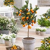 Brighter Blooms - Owari Satsuma Mandarin Tree, 1-2 ft. | No Shipping to AK, AL, AZ, CA, FL, GA, HI, LA, MS, OR, TX