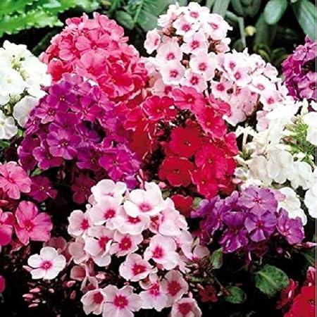 Splendour Seeds  Phlox Beauty mix flower seeds