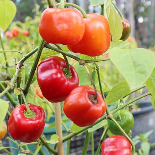 QAUZUY GARDEN 25 Seeds Red Manzano Chili Pepper Seeds, Capsicum pubescens  Chile Rocoto Locoto Plant Seeds- Organic Non-GMO Vegetable Survival Gear  Food Seeds in Saudi Arabia | Whizz Vegetables